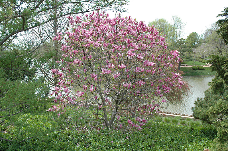 Ann Magnolia (Magnolia 'Ann') in Lake Bluff Forest Libertyville