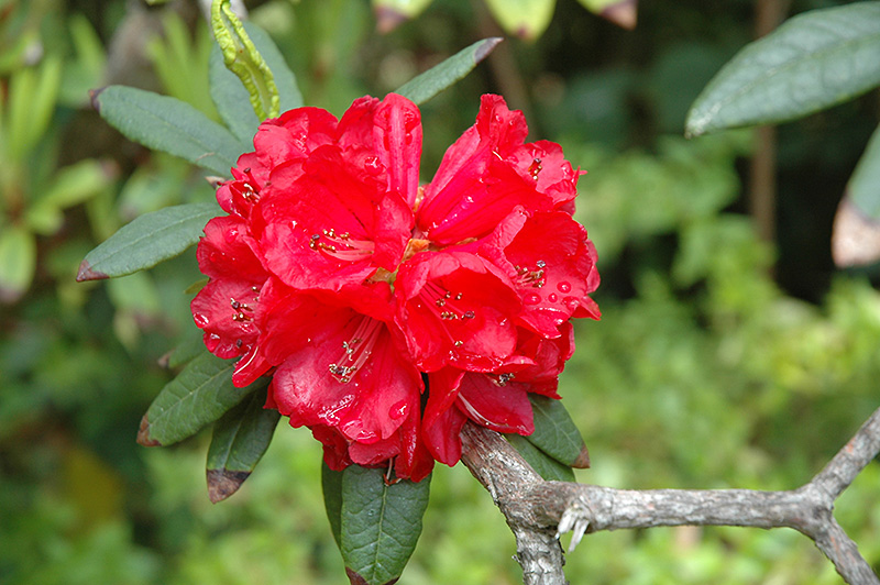 Red Rhododendron (Rhododendron delavayi) in Lake Bluff Forest