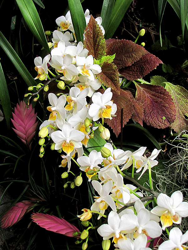 Snow Apple Orchid (Phalaenopsis 'Snow Apple') in Lake Bluff Forest