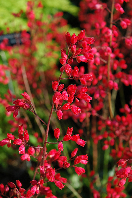 Ruby Mist Coral Bells (Heuchera 'Ruby Mist') in Lake Bluff Forest ...