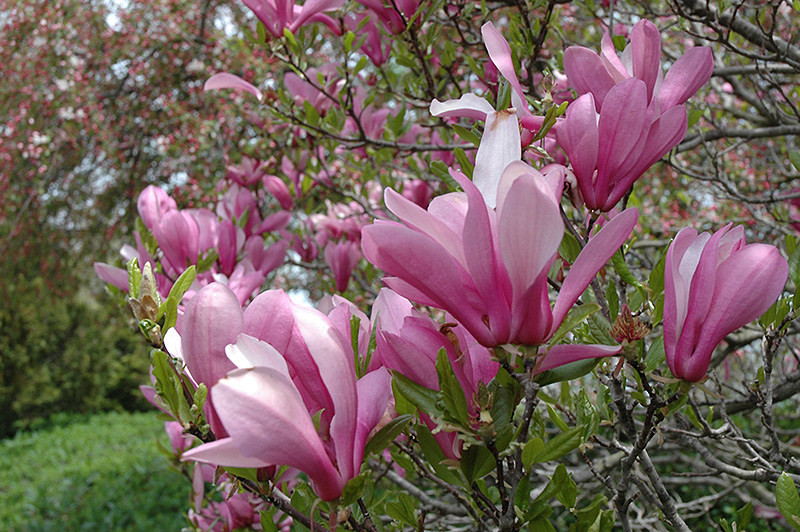 Ann Magnolia (Magnolia 'Ann') in Lake Bluff Forest Libertyville ...