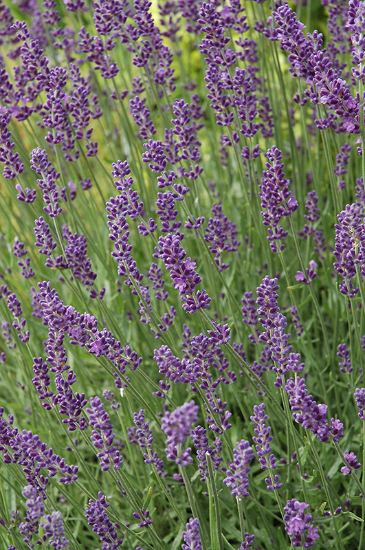 Hidcote Lavender (Lavandula angustifolia 'Hidcote') in Lake Bluff ...