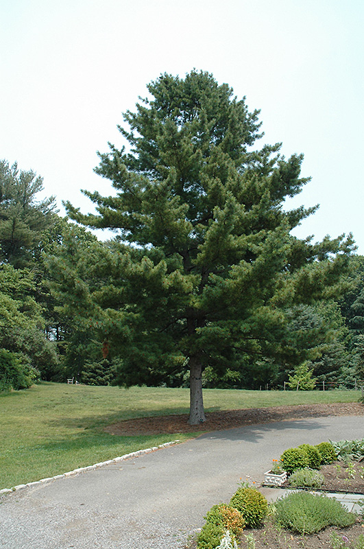 Korean Pine Pinus Koraiensis In Lake Bluff Forest Libertyville