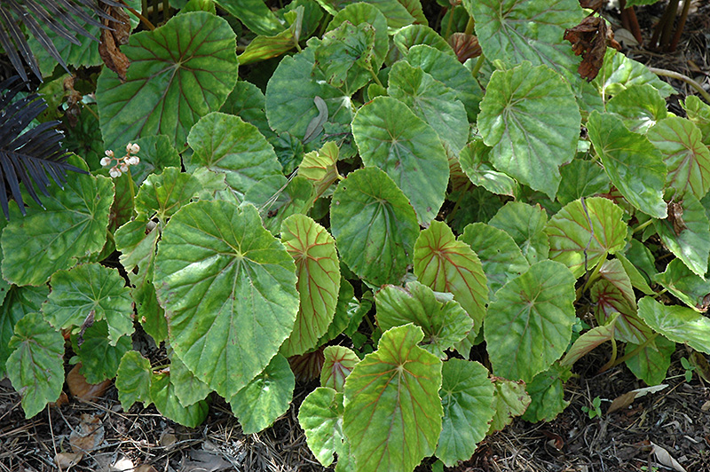 Lily Pad Begonia (Begonia nelumbiifolia) in Lake Bluff Forest