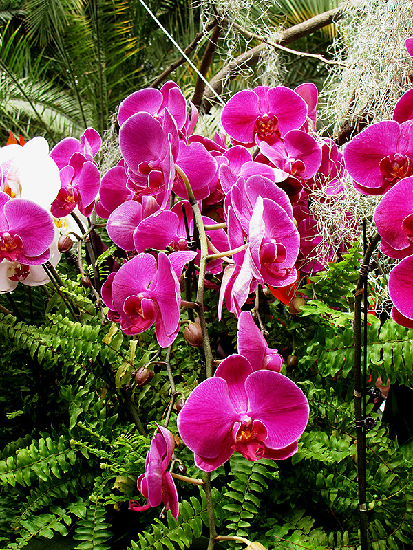 Ida Fukumura Orchid (Phalaenopsis 'Ida Fukumura') in Lake Bluff Forest