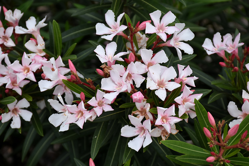 Dwarf Pink Ice Oleander (Nerium oleander 'Dwarf Pink Ice') in Lake ...