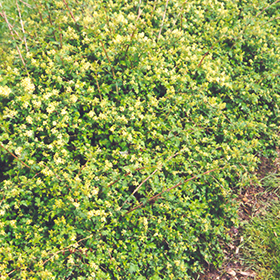 Plant Photo 4