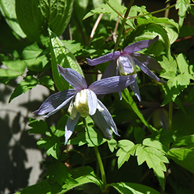 Plant Photo 6