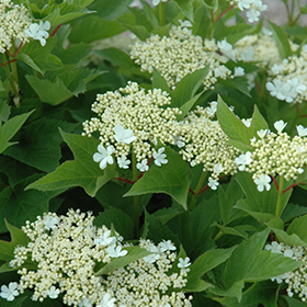 Plant Photo 3