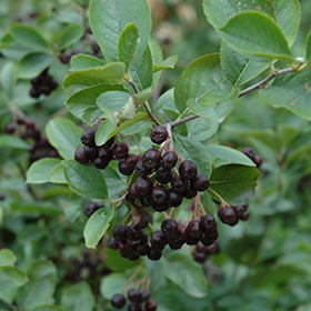 Plant Photo 1