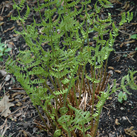 Plant Photo 9