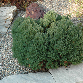 Plant Photo 8