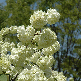 Plant Photo 7