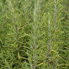 Plant Photo 8