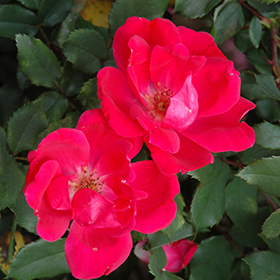 Plant Photo 9