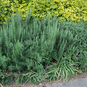 Plant Photo 7