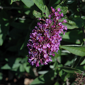 Plant Photo 8