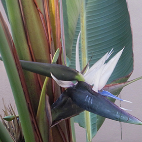 Plant Photo 2
