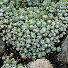 Plant Photo 8