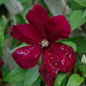Plant Photo 1