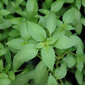 Plant Photo 5
