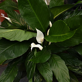 Plant Photo 10