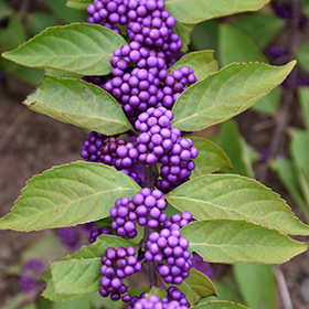 Plant Photo 1
