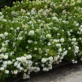 Plant Photo 1