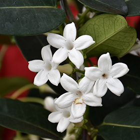 Plant Photo 1