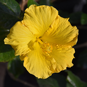 Plant Photo 3