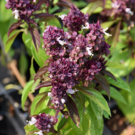 Plant Photo 3